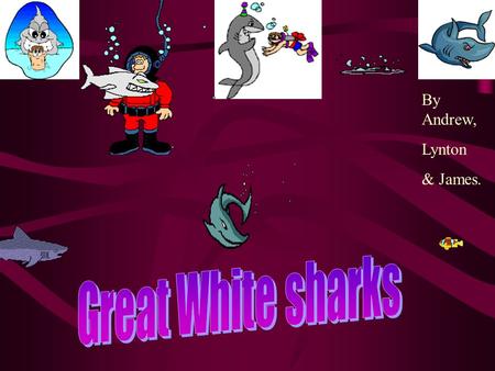 By Andrew, Lynton & James. Click here to see a shark movie.