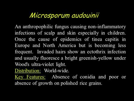 Microsporum audouinii