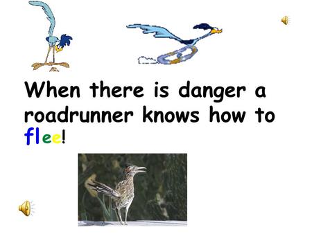 When there is danger a roadrunner knows how to fl ee!ee!