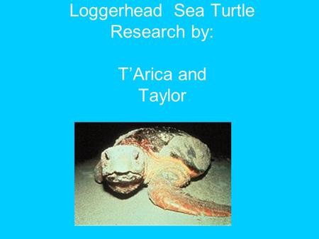 Loggerhead Sea Turtle Research by: T’Arica and Taylor.