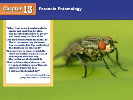 Chapter 12 Forensic Entomology Kendall/Hunt.