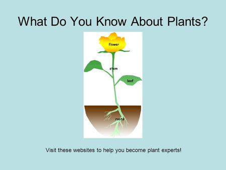 What Do You Know About Plants? Visit these websites to help you become plant experts!
