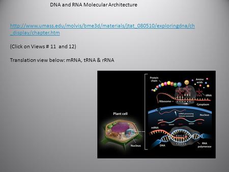 DNA and RNA Molecular Architecture  _display/chapter.htm (Click on Views # 11 and.