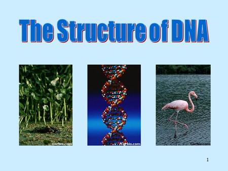 The Structure of DNA All life on earth uses a chemical called DNA to carry its genetic code or blueprint. In this lesson we be examining the structure.