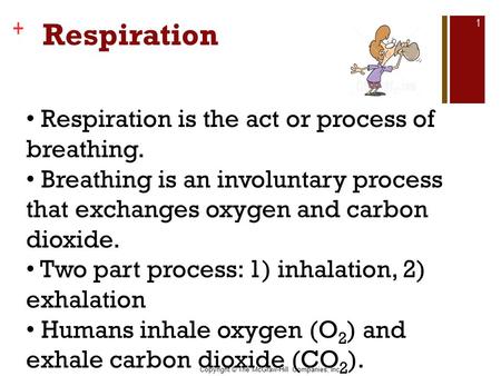 Respiration Respiration is the act or process of breathing.