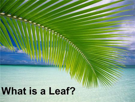 What is a Leaf?.