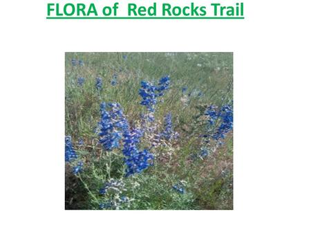 FLORA of Red Rocks Trail. Cabbage-like Plant Mullein – an easy to grow herb, often seen in disturbed areas such as fields. A multi-purpose herb, mullein.