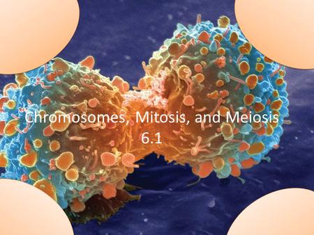 Chromosomes, Mitosis, and Meiosis 6.1