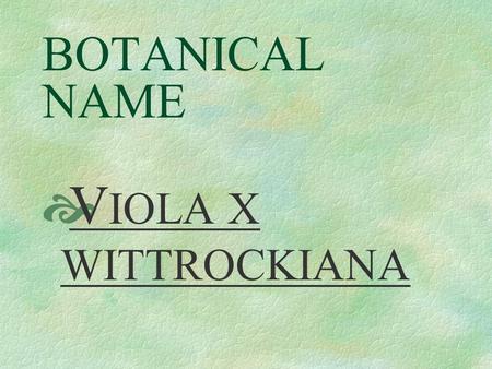 BOTANICAL NAME  V IOLA X WITTROCKIANA PRONUNCIATION  vie - OH - lah.