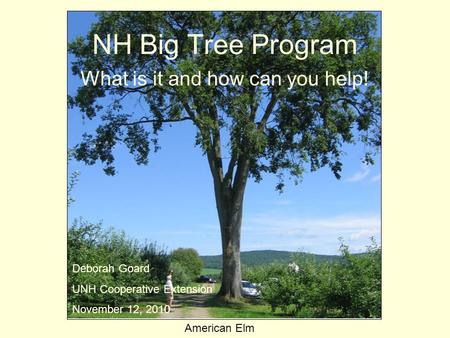 NH Big Tree Program What is it and how can you help! American Elm Deborah Goard UNH Cooperative Extension November 12, 2010.
