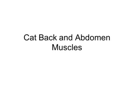 Cat Back and Abdomen Muscles