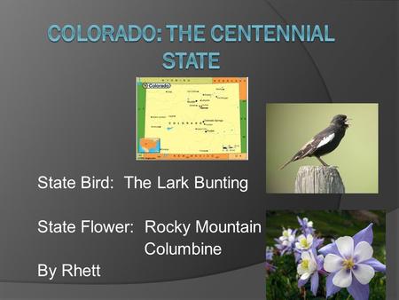 State Bird: The Lark Bunting State Flower: Rocky Mountain Columbine By Rhett.