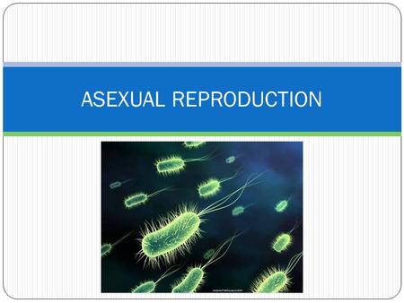 ASEXUAL REPRODUCTION.