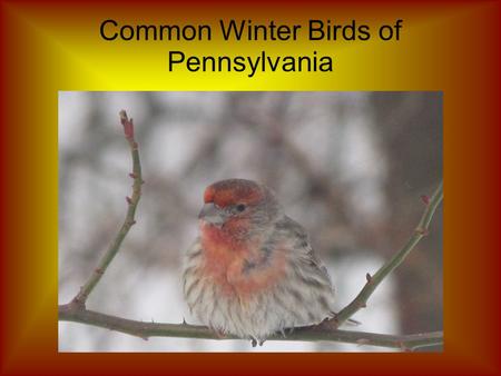 Common Winter Birds of Pennsylvania