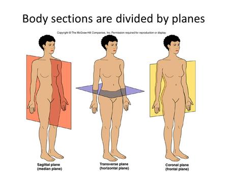 Body sections are divided by planes