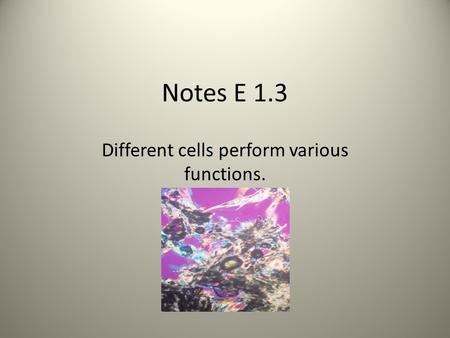 Different cells perform various functions.
