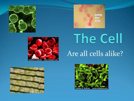 The Cell Are all cells alike?.