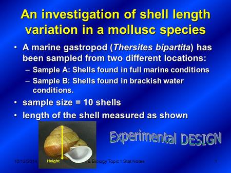 An investigation of shell length variation in a mollusc species A marine gastropod (Thersites bipartita) has been sampled from two different locations:A.