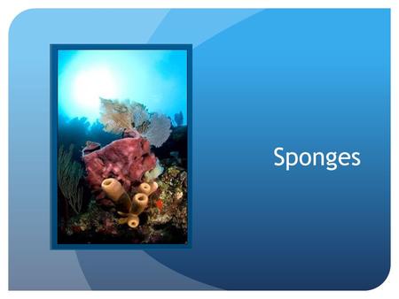 Sponges. Classification: Domain Eukarya Kingdom Animalia Phylum Porifiera – due to its pores * More than 7,000 named species *The rest of a sponge’s classification.