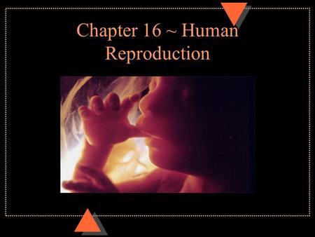 Chapter 16 ~ Human Reproduction
