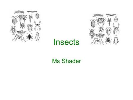 Insects Ms Shader.