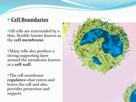  Cell Boundaries All cells are surrounded by a thin, flexible barrier known as the cell membrane. Many cells also produce a strong supporting layer around.