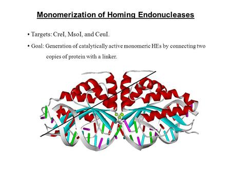 Monomerization of Homing Endonucleases Targets: CreI, MsoI, and CeuI. Goal: Generation of catalytically active monomeric HEs by connecting two copies of.