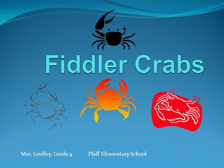 Fiddler Crabs Mrs. Gridley, Grade 4	Pfaff Elementary School.