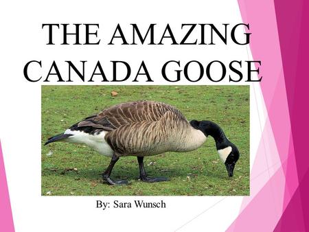 THE AMAZING CANADA GOOSE By: Sara Wunsch. What does my animal look like?  Their feathers are gray, white, black, and tan  They have a small tail  22-48.