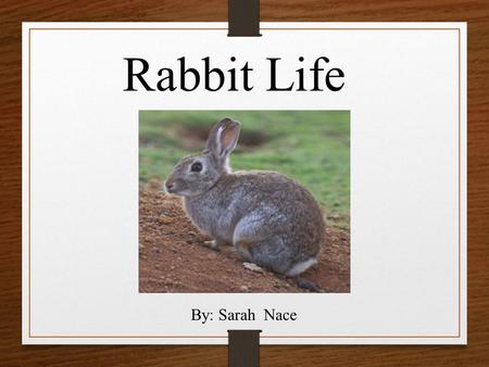 Rabbit Life By: Sarah Nace. What does my animal look like? Rabbits have brown fur There size is 38-45cm There length is8 ¼-18 ¼ They have a short white.