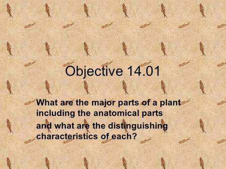 Objective 14.01 What are the major parts of a plant including the anatomical parts and what are the distinguishing characteristics of each?