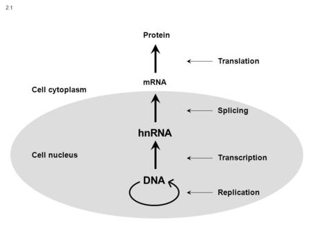 2.1 DNA Replication Transcription hnRNA Splicing Translation Cell nucleus Cell cytoplasm mRNA Protein.
