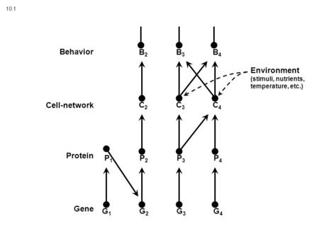 10.1 Behavior Cell-network Protein Gene G2G2 G3G3 G1G1 P1P1 Environment (stimuli, nutrients, temperature, etc.) G4G4 P2P2 P3P3 P4P4 C2C2 C3C3 C4C4 B2B2.