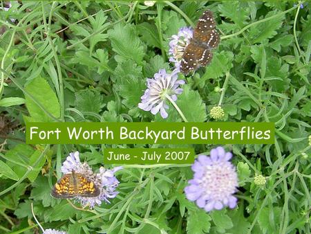 Fort Worth Backyard Butterflies June - July 2007.