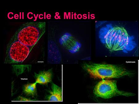 Cell Cycle & Mitosis.
