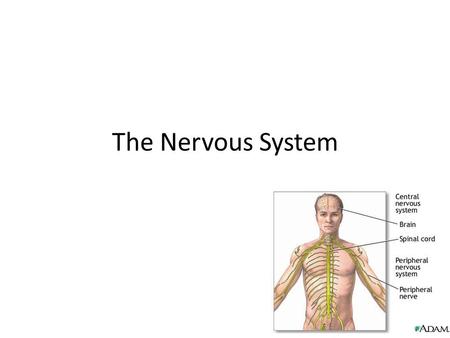 The Nervous System.
