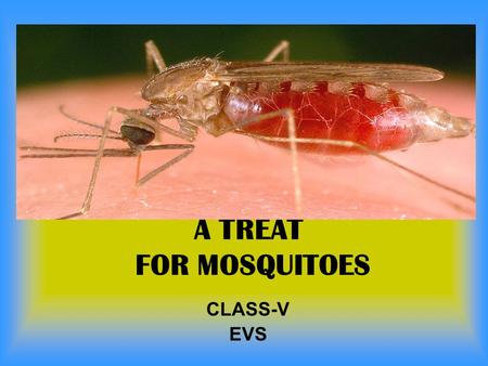 A TREAT FOR MOSQUITOES CLASS-V EVS.