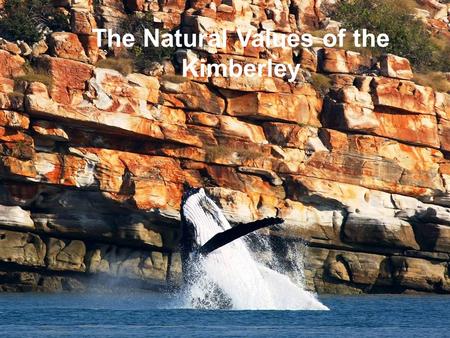 The Natural Values of the Kimberley. Introduction This section of the eNGO presentation will talk briefly regarding the natural values of the Kimberley.
