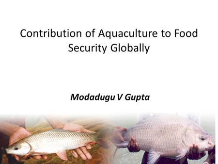 Contribution of Aquaculture to Food Security Globally Modadugu V Gupta.