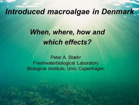 Introduced macroalgae in Denmark When, where, how and which effects? Peter A. Stæhr Freshwaterbiological Laboratory Biological Institute, Univ. Copenhagen.