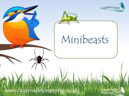 Minibeasts www.laganvalleylearning.co.uk.