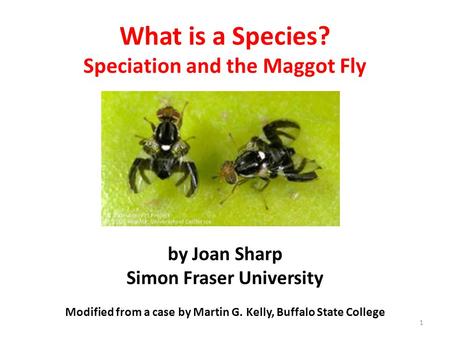 What is a Species? Speciation and the Maggot Fly by Joan Sharp Simon Fraser University Modified from a case by Martin G. Kelly, Buffalo State College.