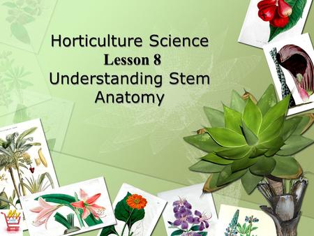 Horticulture Science Lesson 8 Understanding Stem Anatomy