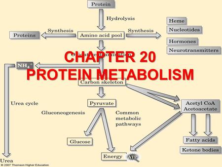 CHAPTER 20 PROTEIN METABOLISM. Nitrogen of Amino Acids nitrogens to be excreted are collected in glutamate which is oxidized to  -ketoglutarate and NH.
