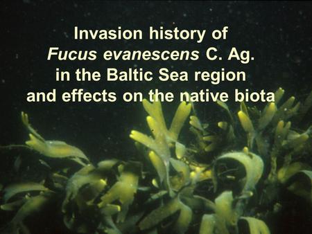 Invasion history of Fucus evanescens C. Ag. in the Baltic Sea region and effects on the native biota.