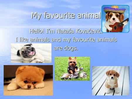 My favourite animal. My favourite animal is a dog. - ppt download My favourite animal. My favourite animal is a dog. - ppt download