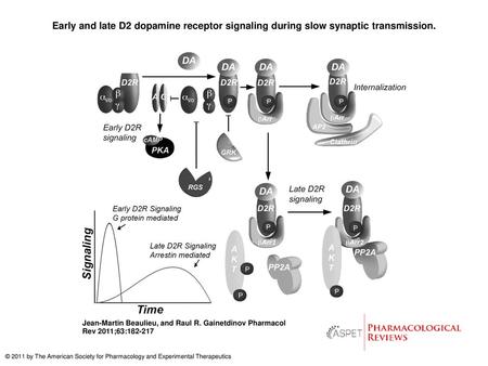 Early and late D2 dopamine receptor signaling during slow synaptic transmission. Early and late D2 dopamine receptor signaling during slow synaptic transmission.