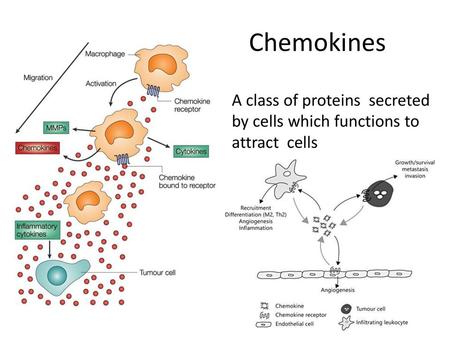 Chemokines A class of proteins secreted by cells which functions to attract cells.