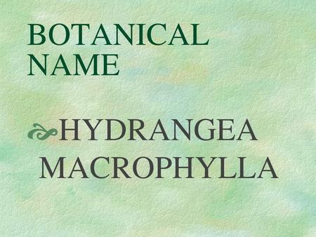 BOTANICAL NAME HYDRANGEA MACROPHYLLA.