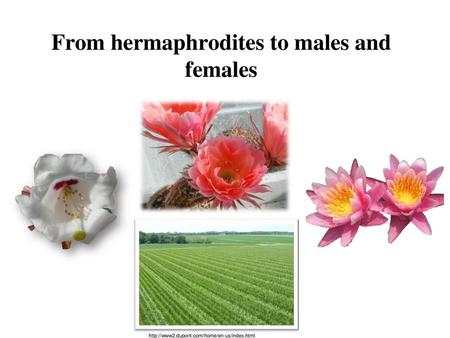 From hermaphrodites to males and females
